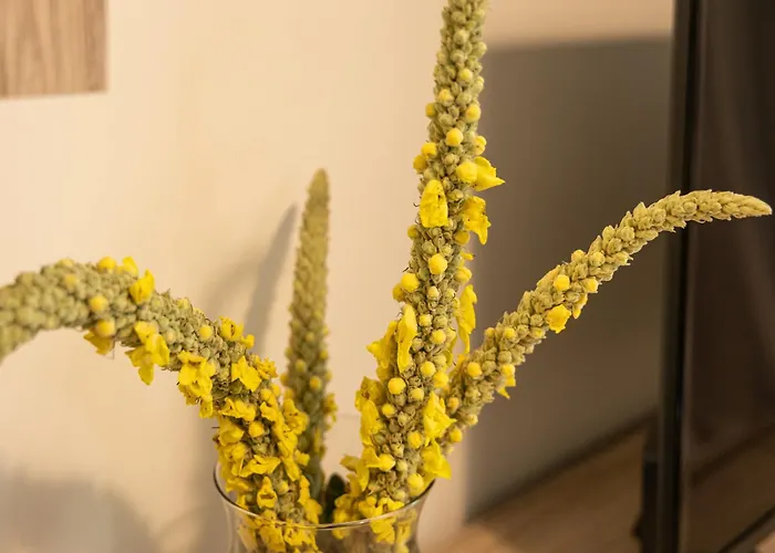 公寓 Forest & Sea View 阿尔戈斯托利翁